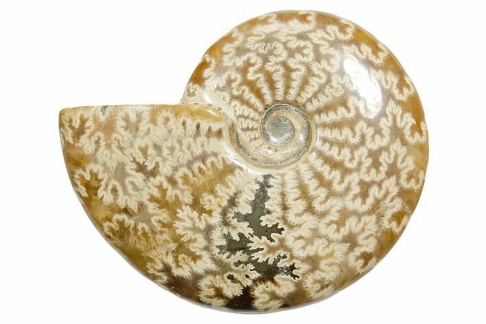 Polished Ammonite (Cleoniceras) Fossil - Madagascar #348508